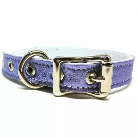 Buddy Belts ID Collar (Pixie 2.0)