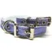 Buddy Belts ID Collar (Pixie 2.0)