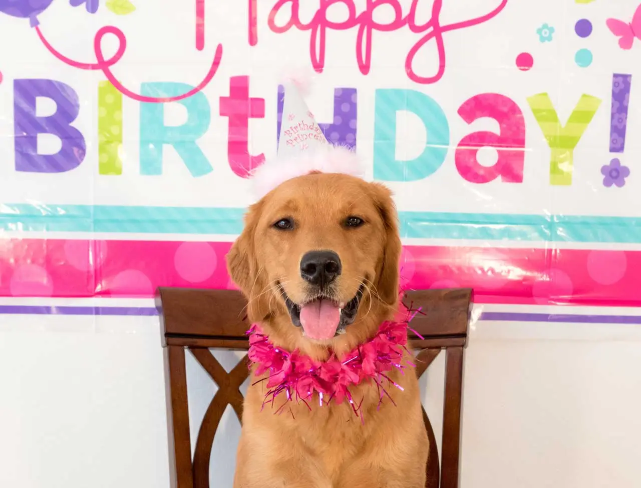 We’re throwing a paw-ty, and you’re invited!