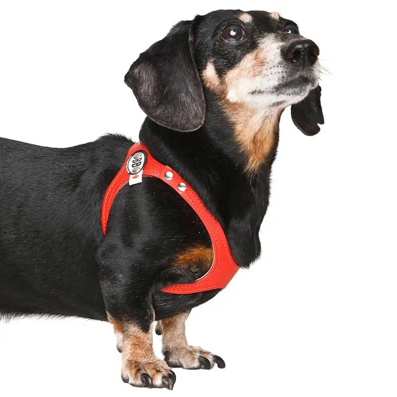 Choosing the Right Harness