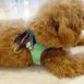 dog-harness-patchwork-model-01