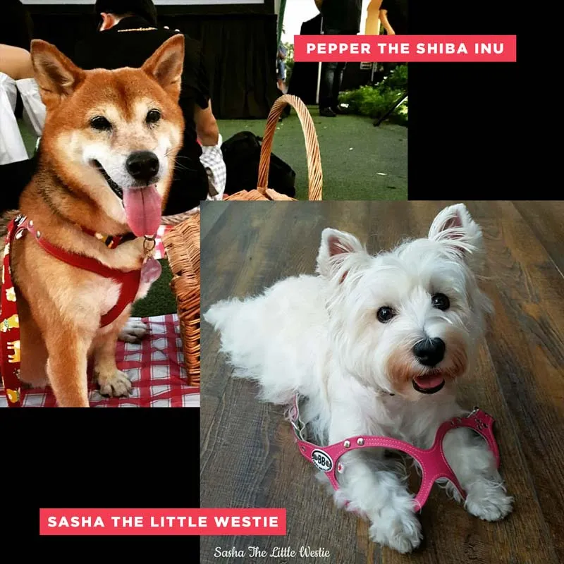 Harnesses Just For The Furry Fashionistas Harnesses Just For The Furry Fashionistas
