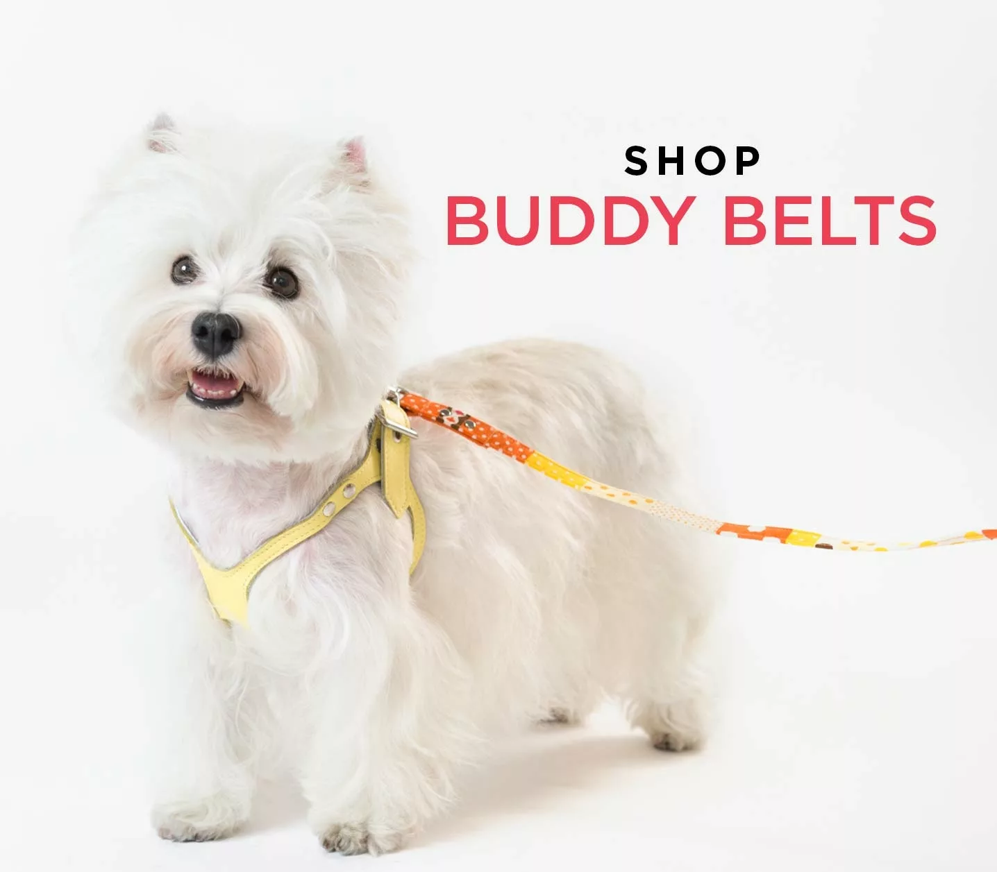 Buddy belt dog outlet harness