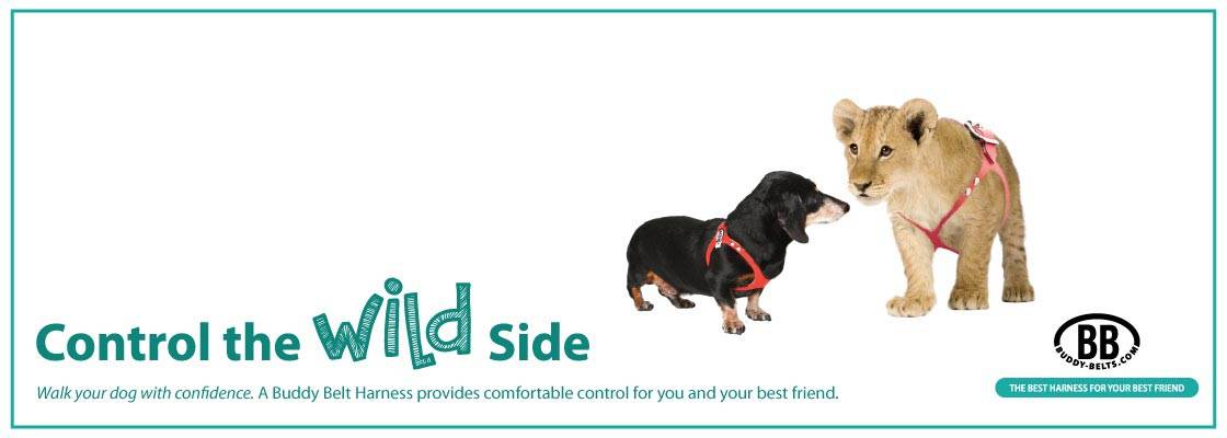 buddy belts harness