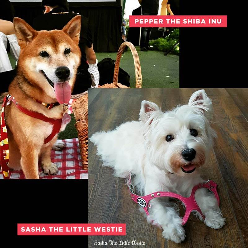Harnesses Just For The Furry Fashionistas